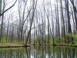 Hochwald